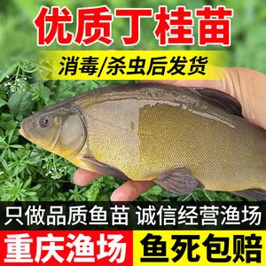 從河里抓的小魚苗喂龍魚怎么消毒（喂龍魚的小魚怎么消毒） 魚缸風(fēng)水 第6張