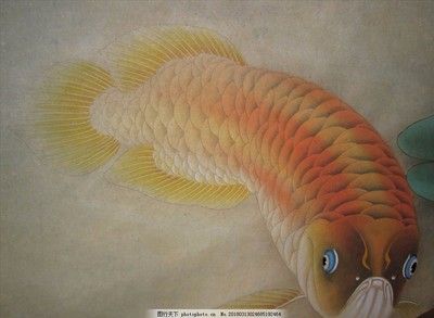 大金龍魚怎么換新魚缸（金龍魚怎么換缸） 魚缸風水 第6張