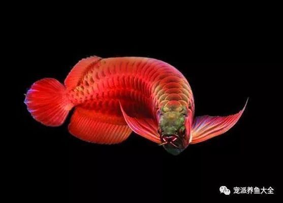 檫龍魚缸時(shí)龍魚害怕咋辦（擦魚缸龍魚害怕怎么辦？） 魚缸風(fēng)水 第6張