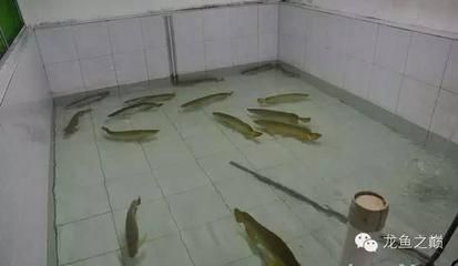 布吉買金龍魚（100張圖片帶你走進世界第一金龍魚原產(chǎn)地） 魚缸風(fēng)水 第2張