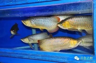 布吉買金龍魚（100張圖片帶你走進世界第一金龍魚原產(chǎn)地） 魚缸風(fēng)水 第3張