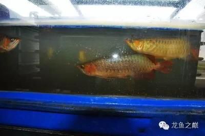 布吉買金龍魚（100張圖片帶你走進世界第一金龍魚原產(chǎn)地） 魚缸風(fēng)水 第7張