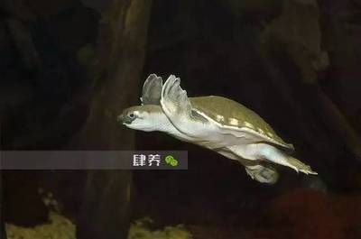 純凈水養(yǎng)龍魚可以嗎（凈水器的純凈水可以養(yǎng)龍魚嗎？） 魚缸風(fēng)水 第5張