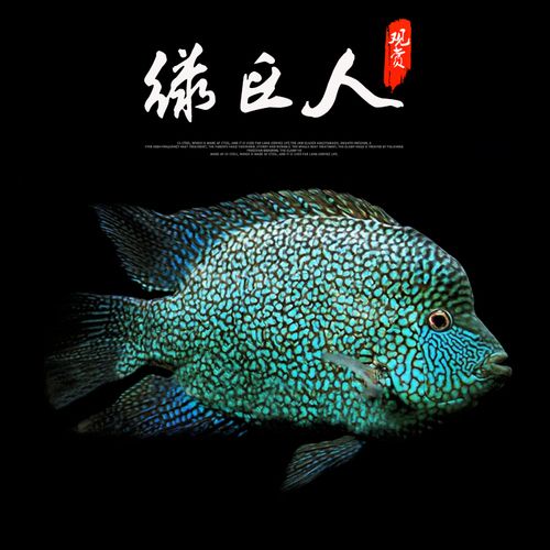 德州豹和龍魚混養(yǎng)（10種觀賞魚和龍魚混養(yǎng)，龍魚可能會(huì)很受傷） 魚缸風(fēng)水 第5張