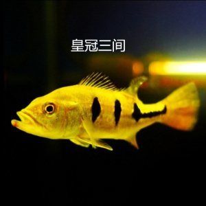 帝王巴西亞會攻擊龍魚嗎（巴西亞魚與龍魚能混養(yǎng)但要注意事項：巴西亞和龍魚能混養(yǎng)嗎） 魚缸風(fēng)水 第7張