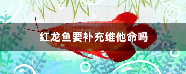 成年紅龍魚幾天喂一次（成年紅龍魚喂食頻率應(yīng)該根據(jù)生長(zhǎng)狀況和生活環(huán)境來確定） 魚缸風(fēng)水 第6張