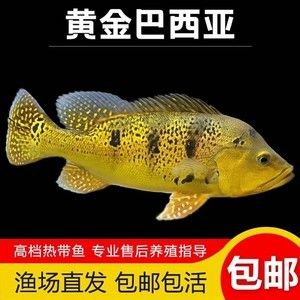 蟲紋黃金巴西亞魚和龍魚（蟲紋黃金巴西亞魚是一種美麗的觀賞魚） 魚缸風(fēng)水 第4張