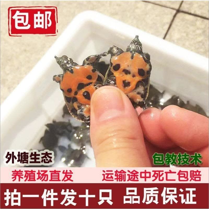 吃飼料的龍魚會吃魚苗嗎（龍魚吃什么長得快） 魚缸風水 第7張