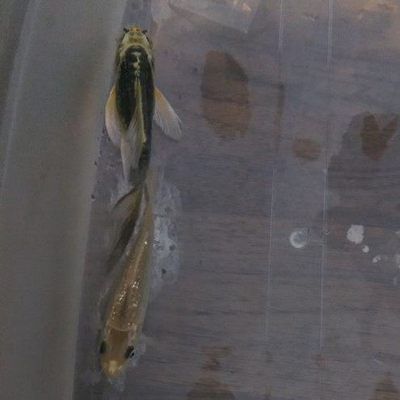 草金喂龍魚（草金魚可以喂龍魚嗎） 魚缸風水 第4張