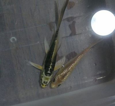 草金喂龍魚（草金魚可以喂龍魚嗎） 魚缸風水 第3張