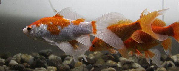 草金喂龍魚（草金魚可以喂龍魚嗎） 魚缸風水 第6張