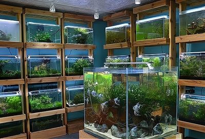 新手開水族店怎么進(jìn)貨（新手開水族店怎么進(jìn)貨推薦5個方法給大家jiameng）