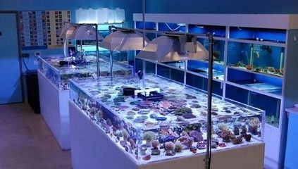 新手開水族店怎么進貨（新手開水族店怎么進貨推薦5個方法給大家jiameng） 魚缸風(fēng)水 第2張