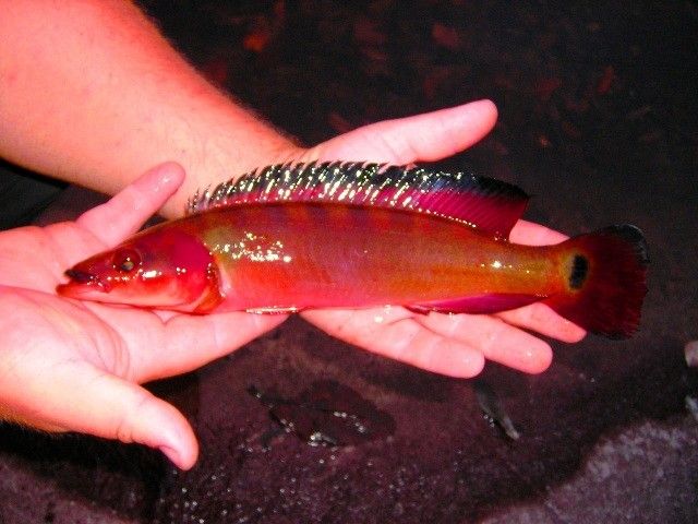 超血紅龍魚發(fā)色過程（超血紅龍魚發(fā)色的四個主要階段） 魚缸風水 第4張