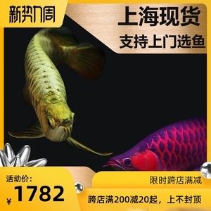 赤血紅龍魚從小到大的變化（關(guān)于赤血紅龍魚的問答） 魚缸風(fēng)水 第5張