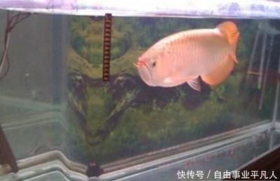 廠里養(yǎng)的金龍魚(yú)死了好不好（養(yǎng)的金龍魚(yú)死了預(yù)示著工廠在某些方面存在問(wèn)題或照顧不周等原因）