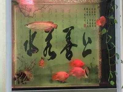 滄州金龍魚總代理電話（滄州金龍魚代理電話）