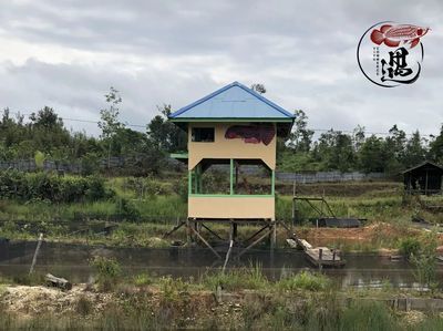 大湖龍魚是什么意思（大湖龍魚的特點） 魚缸風(fēng)水 第4張