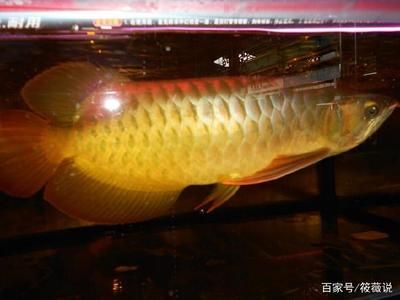 橙色龍魚能變紅色嗎（橙色龍魚會(huì)變紅嗎？） 魚缸風(fēng)水 第7張