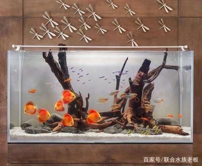 沉木黃水對龍魚有影響嗎（沉木黃水對魚、水質的影響） 魚缸風水 第1張