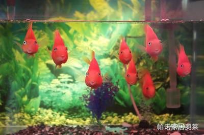 魚缸擺放 方位（家中魚擺放技巧_魚缸的擺放風水_魚缸的擺放位置） 魚缸風水 第7張