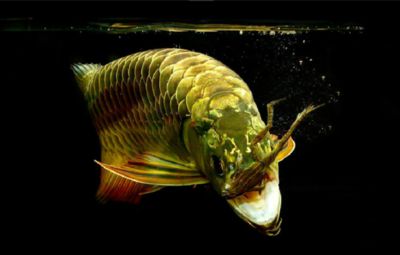 成魚(yú)過(guò)背金龍魚(yú)圖片大全（如何挑選成魚(yú)過(guò)背金龍魚(yú)） 魚(yú)缸風(fēng)水 第5張