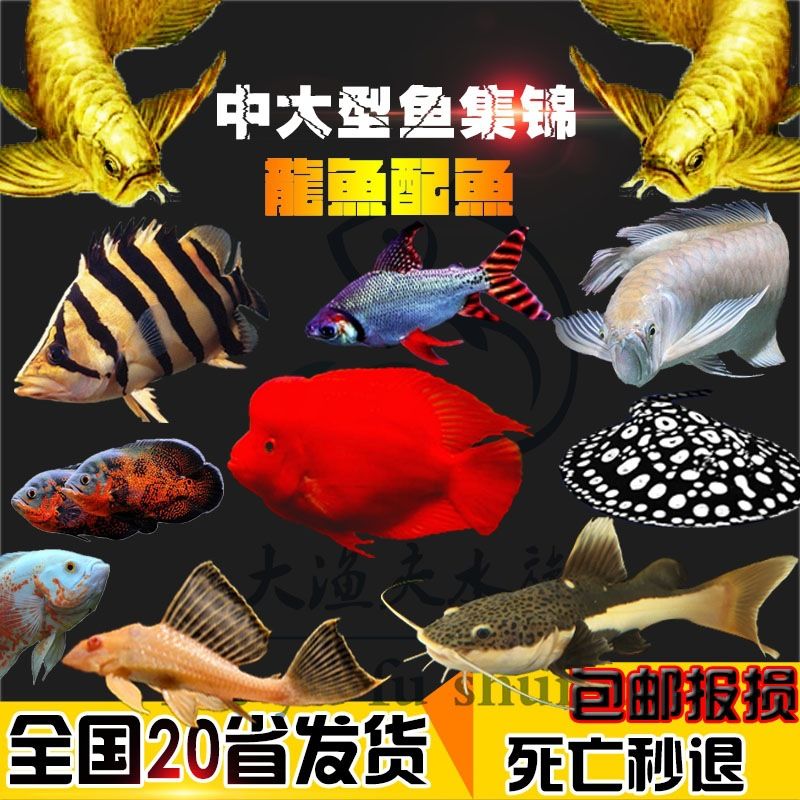 地圖魚會咬金龍魚嗎（兩條地圖魚對咬怎么回事） 魚缸風(fēng)水 第5張