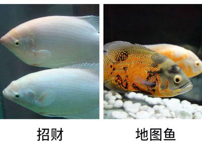 地圖魚會咬金龍魚嗎（兩條地圖魚對咬怎么回事） 魚缸風(fēng)水 第4張