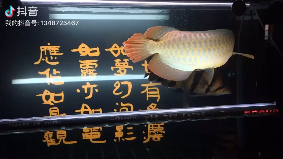 小靈氣（小靈氣小靈氣） 觀賞魚論壇