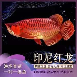 大湖紅龍魚批發(fā)（紅龍魚批發(fā)價格） 魚缸風(fēng)水 第3張