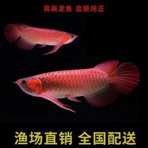 大湖紅龍魚批發(fā)（紅龍魚批發(fā)價格） 魚缸風(fēng)水 第6張