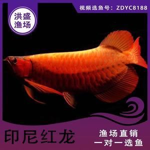 大湖紅龍魚批發(fā)（紅龍魚批發(fā)價格） 魚缸風(fēng)水 第7張