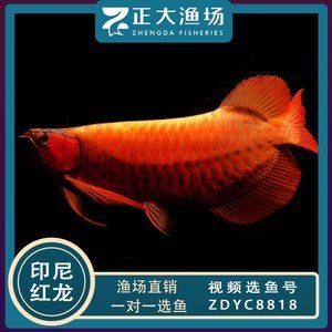 大湖紅龍魚批發(fā)（紅龍魚批發(fā)價格） 魚缸風(fēng)水 第5張