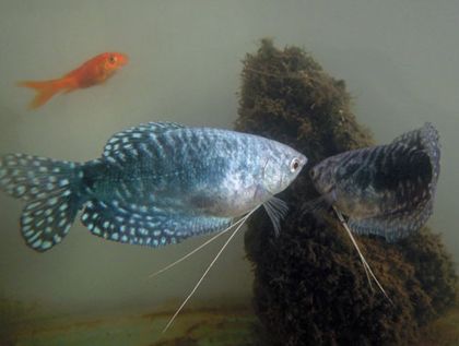 成體龍魚吃飼料好嗎（成體龍魚吃飼料的秘密-手把手教你訓(xùn)食龍魚） 魚缸風(fēng)水 第6張