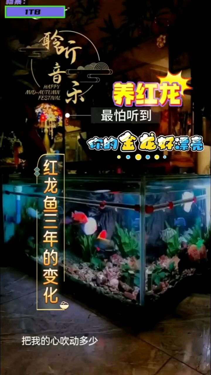 紅龍魚三年的蛻變（終于見到紅色魚鱗邊框,aounlee評論：努力回帖）