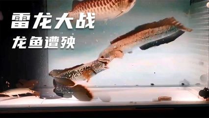 防止龍魚咬底層的魚（如何防止龍魚咬底層魚） 魚缸風水 第5張