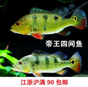 帝王三間魚讓龍魚咬去一層皮（帝王三間魚被龍魚咬去一層皮怎么辦？） 魚缸風(fēng)水 第5張