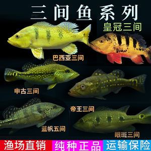 帝王三間魚讓龍魚咬去一層皮（帝王三間魚被龍魚咬去一層皮怎么辦？） 魚缸風(fēng)水 第6張