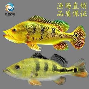 帝王三間魚讓龍魚咬去一層皮（帝王三間魚被龍魚咬去一層皮怎么辦？） 魚缸風(fēng)水 第1張