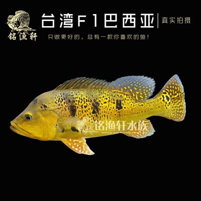 帝王三間魚讓龍魚咬去一層皮（帝王三間魚被龍魚咬去一層皮怎么辦？） 魚缸風(fēng)水 第3張