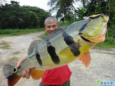 帝王三間魚讓龍魚咬去一層皮（帝王三間魚被龍魚咬去一層皮怎么辦？） 魚缸風(fēng)水 第4張