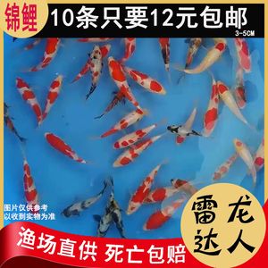 剛買的龍魚苗總在角落（為什么龍魚老躲角落？） 魚缸風(fēng)水 第2張