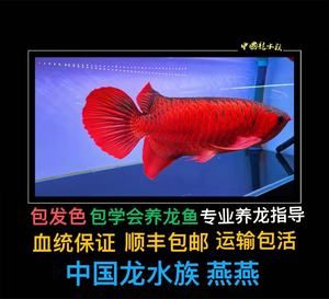 剛買的龍魚苗總在角落（為什么龍魚老躲角落？） 魚缸風(fēng)水 第4張