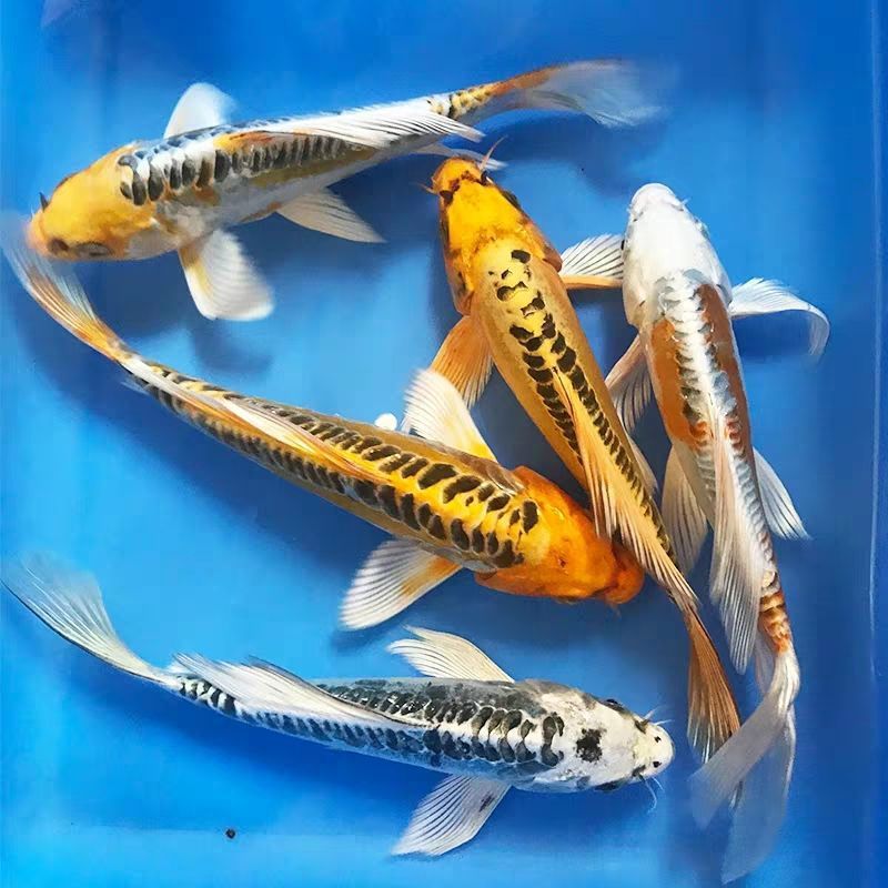 剛買的龍魚苗總在角落（為什么龍魚老躲角落？） 魚缸風(fēng)水 第6張