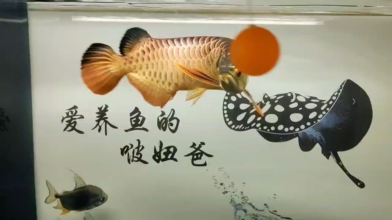 持續(xù)熱愛（混個經(jīng)驗,long859評論：享受） 觀賞魚論壇