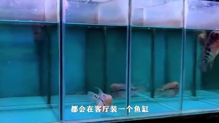 魚(yú)缸怎么裝飾簡(jiǎn)單又好看（2022魚(yú)缸怎么裝修好看又實(shí)用視頻講解）