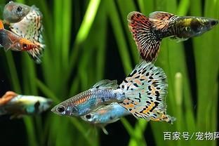 鳳尾魚(yú)和曼龍魚(yú)能一起養(yǎng)嗎（鳳尾魚(yú)可以和曼龍魚(yú)一起養(yǎng)嗎）