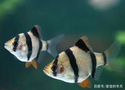 鳳尾魚(yú)和曼龍魚(yú)能一起養(yǎng)嗎（鳳尾魚(yú)可以和曼龍魚(yú)一起養(yǎng)嗎）