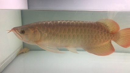 發(fā)色好的龍魚(yú)鱗框（發(fā)色好的龍魚(yú)鱗框有哪些特點(diǎn)？） 魚(yú)缸風(fēng)水 第1張