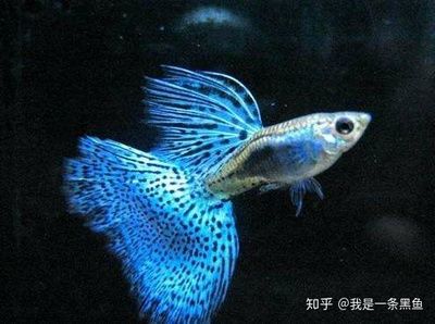 發(fā)色好的龍魚(yú)鱗框（發(fā)色好的龍魚(yú)鱗框有哪些特點(diǎn)？） 魚(yú)缸風(fēng)水 第7張